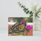 Monarch Twins #1 cartes postales (Debout devant)