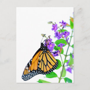 Monarch van Blossom Briefkaart