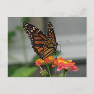Monarch van Briefkaart Lantana
