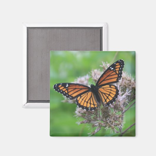 Monarch van de wilde Magnet Magneet (Voorkant / Achterkant)