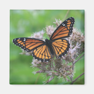Monarch van de wilde Magnet Magneet