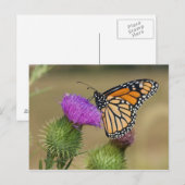 Monarch van grasland Thistle Prairie Ridge Briefkaart (Voorkant / Achterkant)