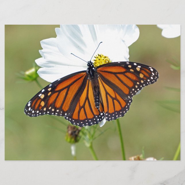 Monarch van Kosmos (Voorkant)