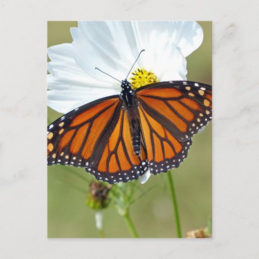 Monarch van Kosmos Briefkaart (Voorkant)