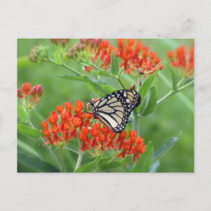 Monarch van vlinderkruid briefkaart