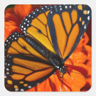 Monarch Vierkante Sticker