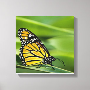 Monarch Vlinder Design Canvas Print