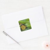 Monarch vlinder Design Stickers (Envelop)