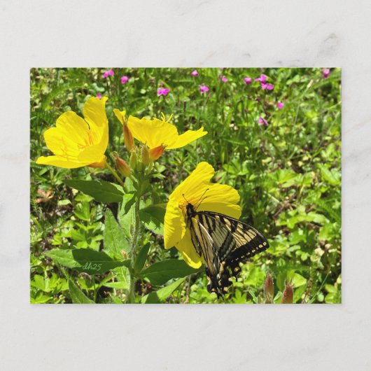 Monarch vlinder, geel primrose briefkaart ©️dh (Voorkant)