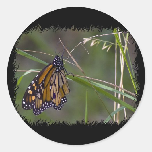 Monarch vlinder in het gras ronde sticker (Voorkant)