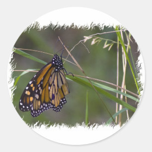 Monarch vlinder in het gras ronde sticker