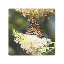 Monarch vlinder nippen nectar