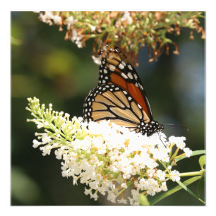 Monarch vlinder nippen nectar foto afdruk
