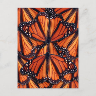 monarch vlinder - postkaart