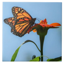 Monarch vlinder voeden op Oranje bloem Tegeltje