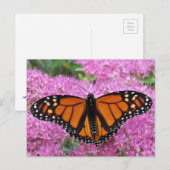 Monarch Wings on Pink - Butterfly Briefkaart (Voorkant / Achterkant)