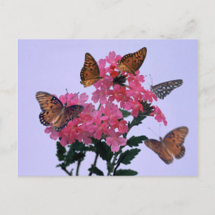 Monarchen en roze penta briefkaart