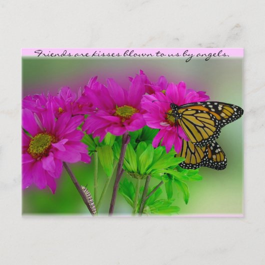 Monarchs & Daisies Postcard Briefkaart (Voorkant)