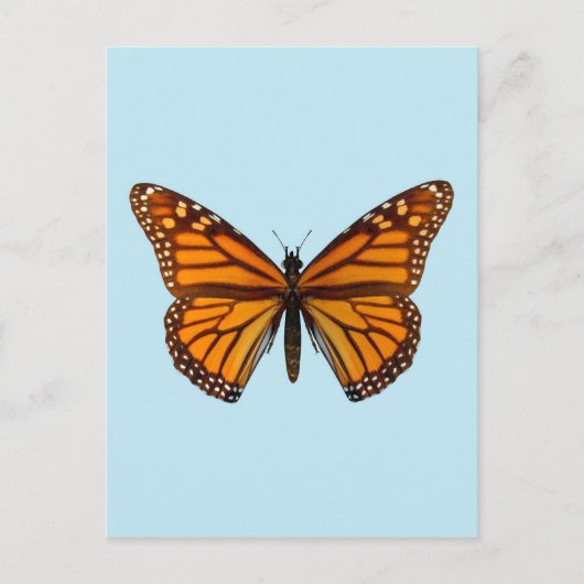 Monarchvlinder Briefkaart (Voorkant)