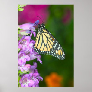 Monarchvlinder Danaus Plexippus Poster