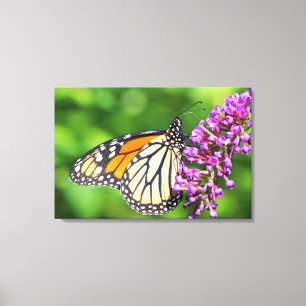 Monarchvlinder - Danaus plexippus - Vrouwtje Canvas Afdruk