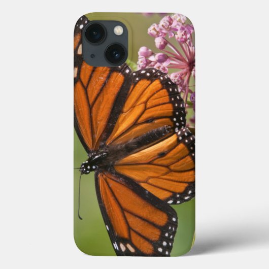 Monarchvlinder mannetje op moeraszijde Case-Mate iPhone case (Achterkant)
