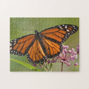 Monarchvlinder mannetje op moeraszijde legpuzzel