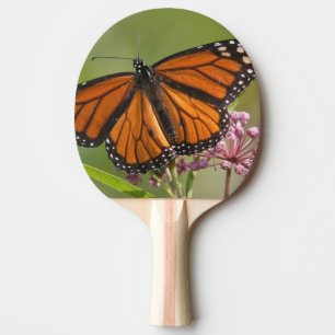 Monarchvlinder mannetje op moeraszijde tafeltennisbatje