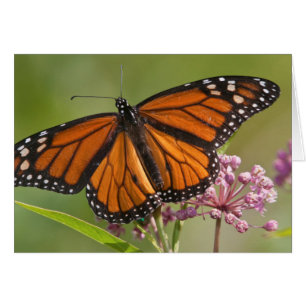 Monarchvlinder mannetje op moeraszijdebloem