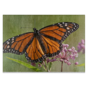 Monarchvlinder mannetje op moeraszijdebloem snijplank