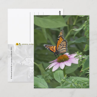Monarchvlinder op een paarse Echinacea, NYC - Briefkaart