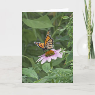 Monarchvlinder op een paarse Echinacea, NYC - Kaart