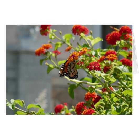 Monarchvlinder op rode vlinderstruik (Voorkant Horizontaal)