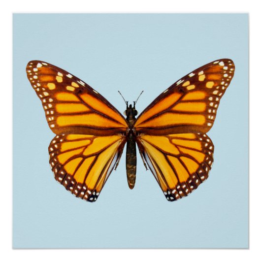 Monarchvlinder Perfect Poster (Voorkant)