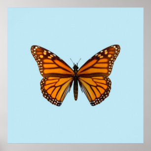 Monarchvlinder Poster
