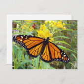 Monarque butterfy - Carte postale (Devant / Derrière)