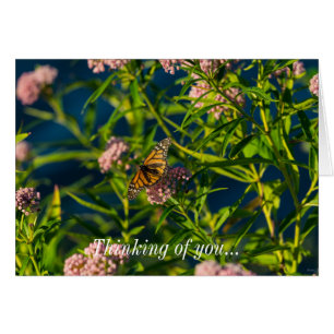 Monarque Et Milkweed