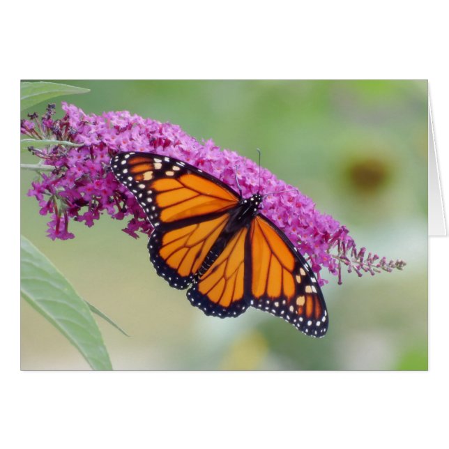 Monarque masculin sur papillon Bush (Devant horizontal)