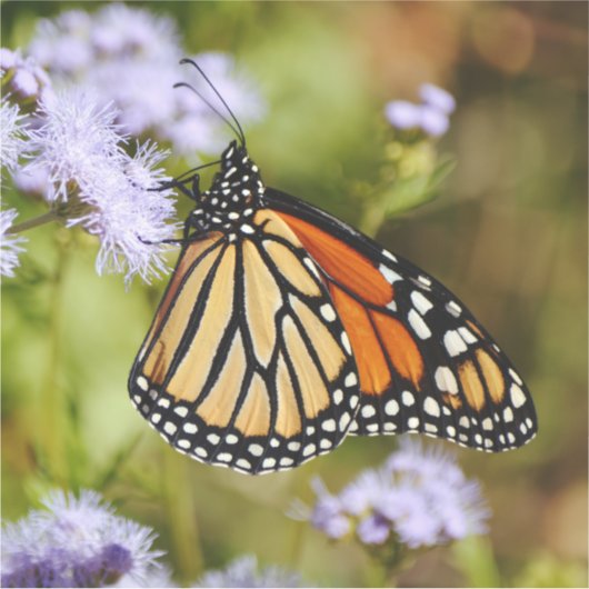 Monarque Papillon Fleur sauvage grand Sticker (Devant)