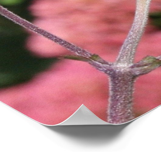 Monarque Papillon I Poster (Coin)