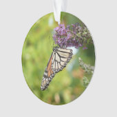 Monarque papillon sur Buddleia pourpre (devant)