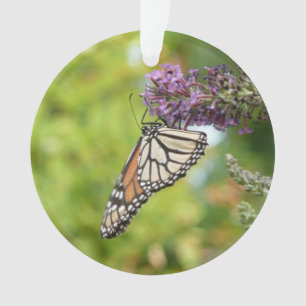 Monarque papillon sur Buddleia pourpre