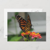 Monarque sur carte postale Lantana (Devant / Derrière)