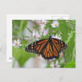 Monarque sur carte postale Wild Asters (Devant / Derrière)