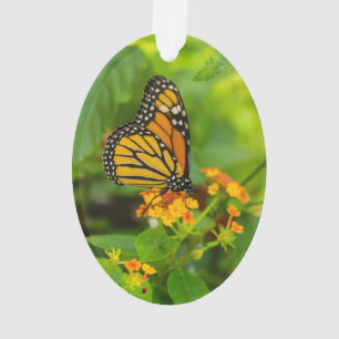 Monarque Sur Lantana
