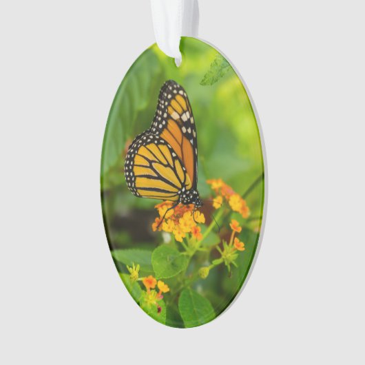 Monarque Sur Lantana (devant)