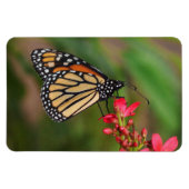 Monarque sur les fleurs de Penta Magnet (Horizontal)