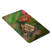 Monarque sur les fleurs de Penta Magnet (Côté Droit)