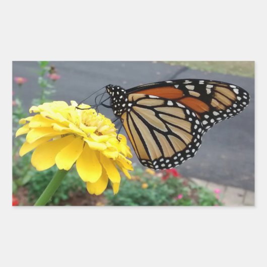 Monarque sur Sticker Rectangulaire Zinnia Jaune (Devant)