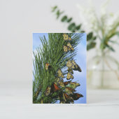 Monboogmigratie Briefkaart (Staand voorkant)